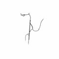 Black front brake line hose with metal fittings and ABS sensor wire for motorcycle use.