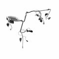 Black and gray engine harness wiring with multiple connectors for Polaris Victory motorcycles.
