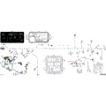 ELECTRIC - MAIN HARNESS - 710010176 - 2026 CAN AM DEFENDER HD11 LTD CAB - HYBRID WHITE PEARL - 65" WIDTH - (2)